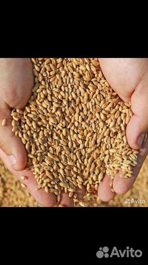 Пшеница