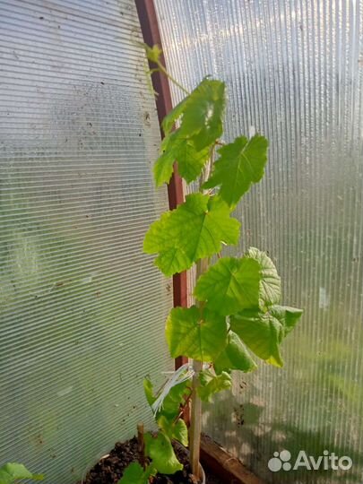 Саженцы винограда