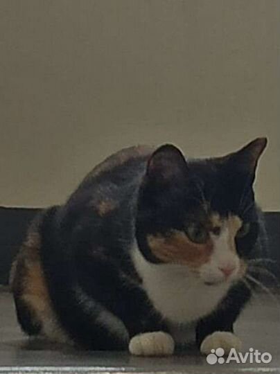 Передержка для кошек,собак и тд в частном доме