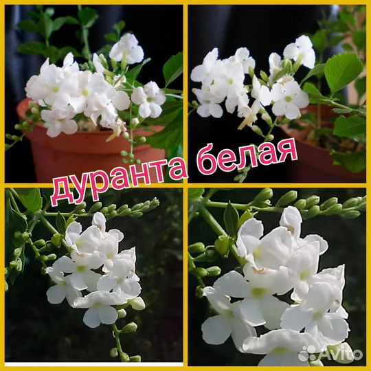 Дуранта