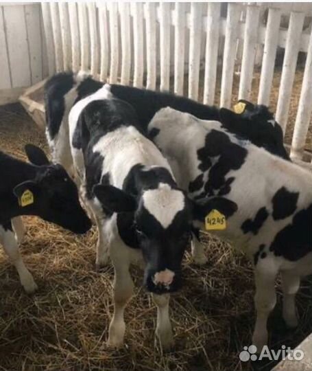 Телята, телки и бычки