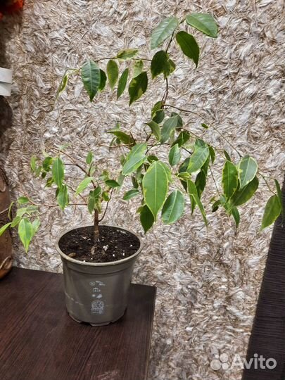 Комнатные растения