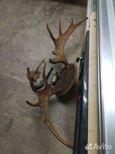 Рога лося - косули