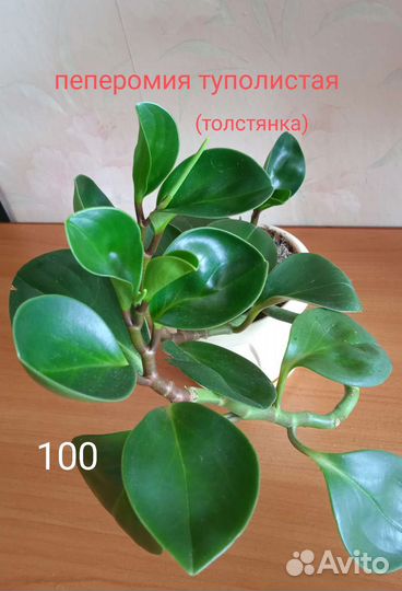 Комнатные цветы. Цена на фото