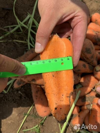 Морковь абако