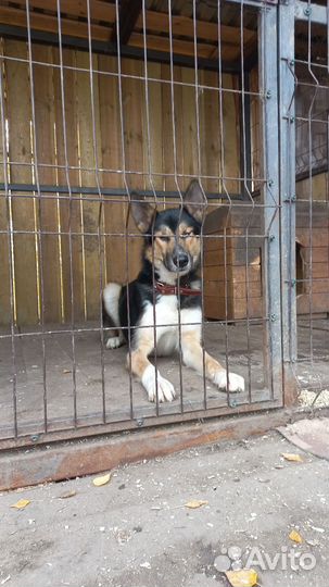 Собаки бесплатно