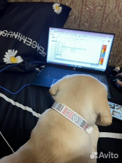 Передержка собак