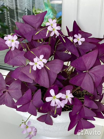 Кислица фиолетовая Burgundy wine Бабочки