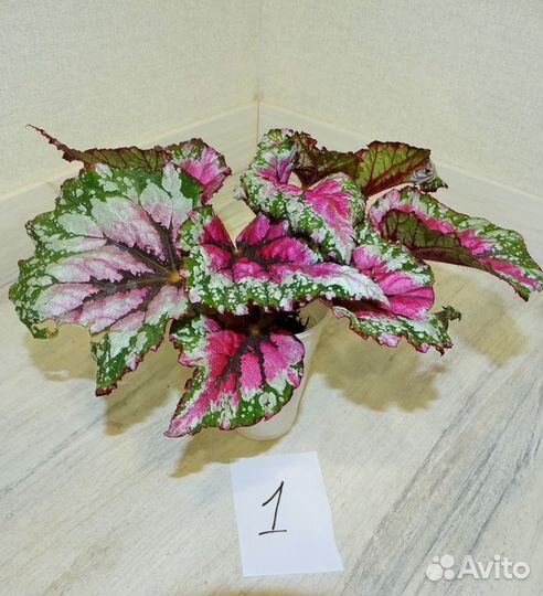 Бегонии Rex декоративнолиственные