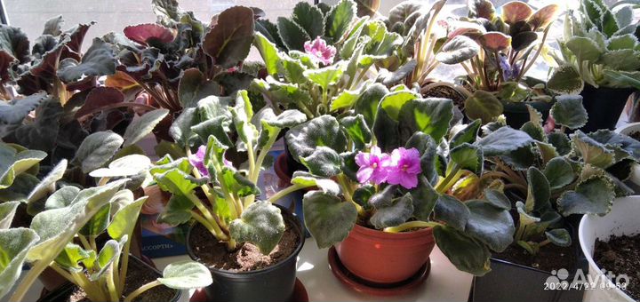 Фиалки разные цветущие