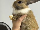Лисий кролик (малыш 3 месяца) объявление продам
