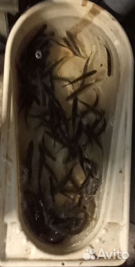 Живец плотва густера