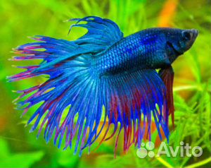Петушок (Betta splendens)