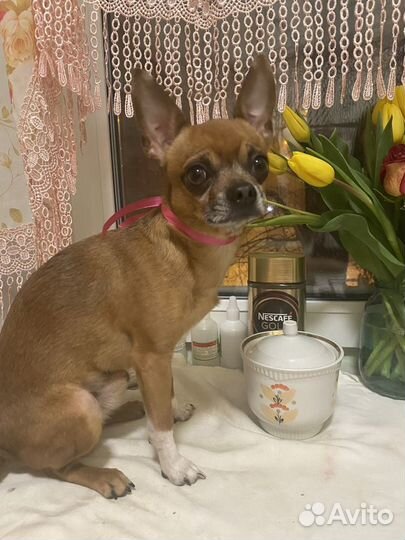 Вязка той терьер