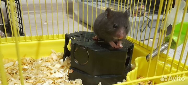 Сирийский хомяк с клеткой