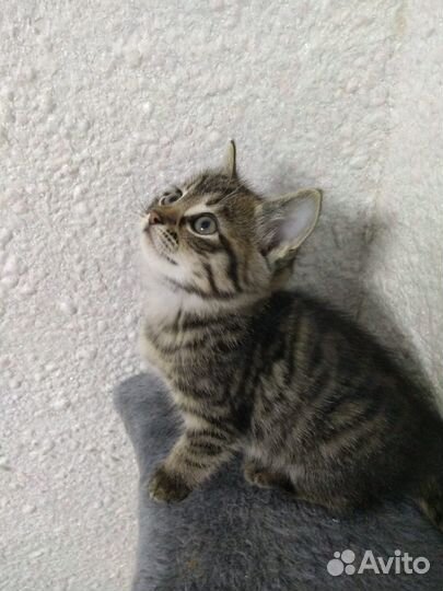 Кошечка в добрые руки