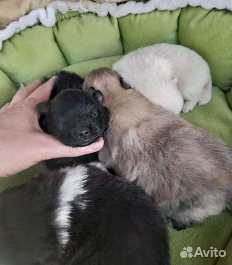 Померанский шпиц