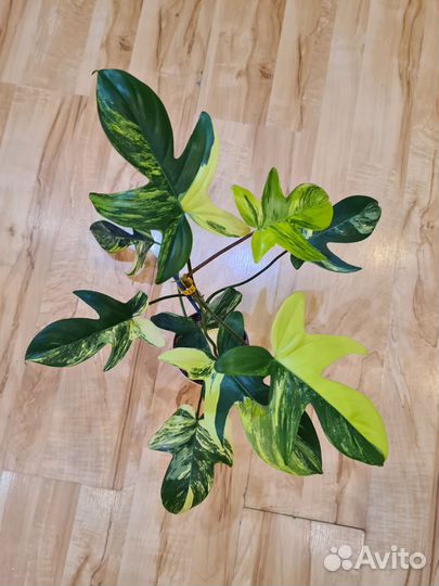 Филодендрон Magic mask