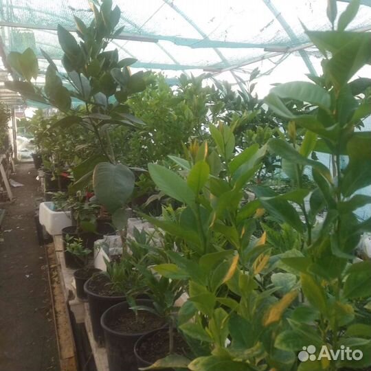 Лимон Мейер. Цитрусовые саженцы в Анапе