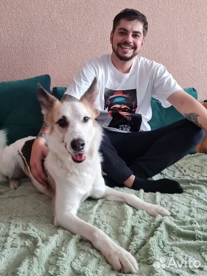 Передержка животных в домашних условиях