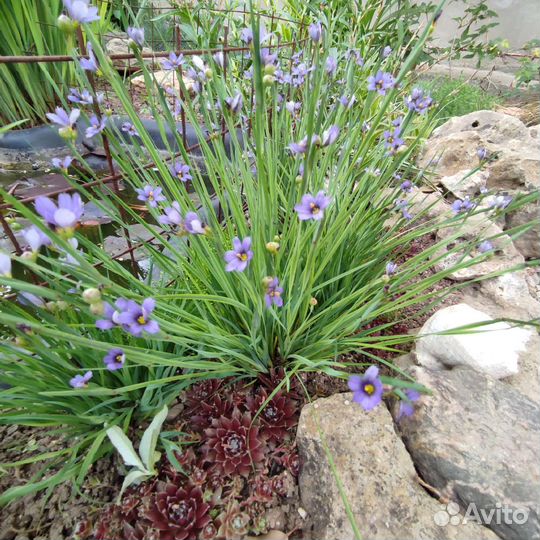 Растения для сада