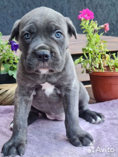 Малышка Кане Корсо