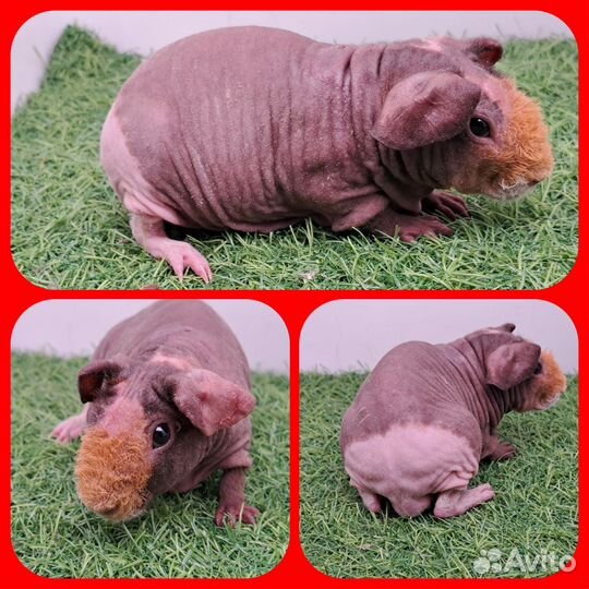 Морская свинка скинни