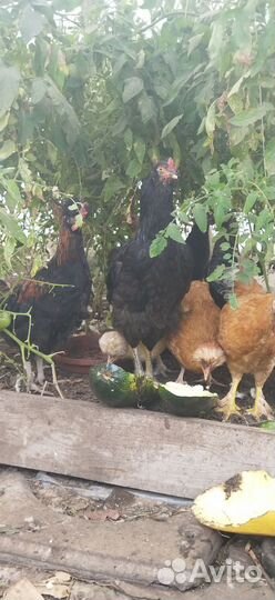 Куры молодки