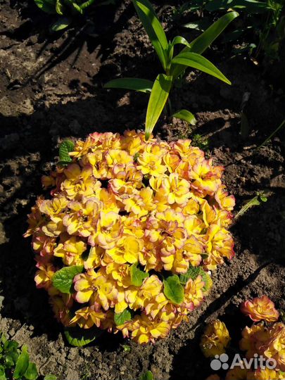 Примула махровая