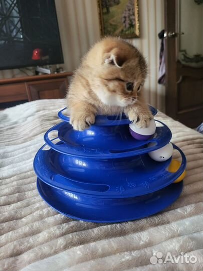 Кошки