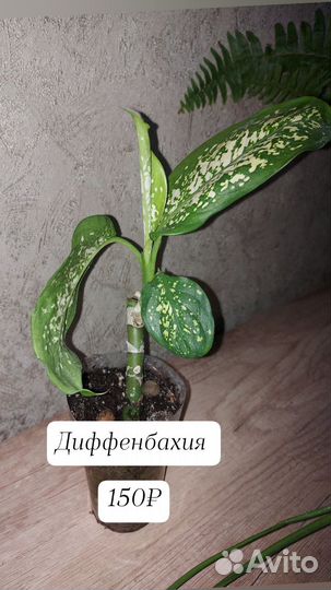 Комнатные растения