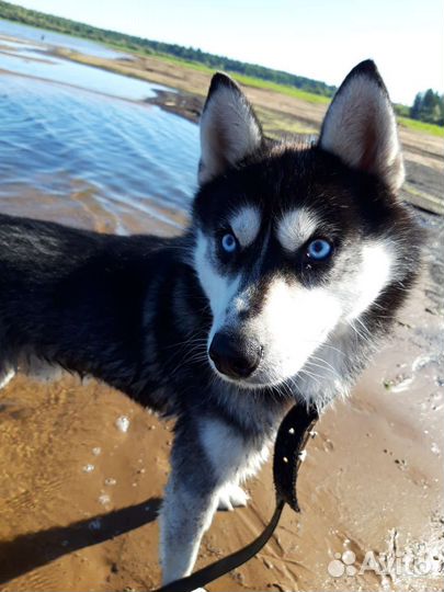 Сибирский хаски (вязка)