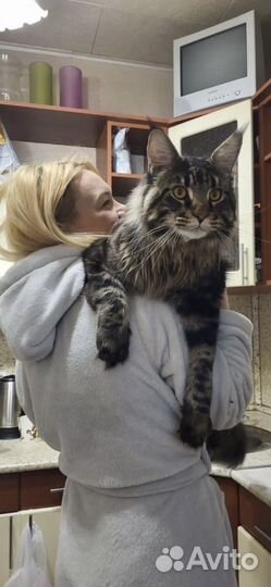 Мейн-кун вязка