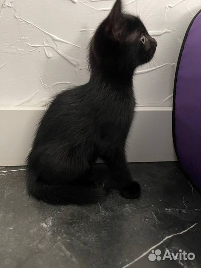 Котята в добрые руки даром