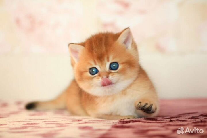 Кошки
