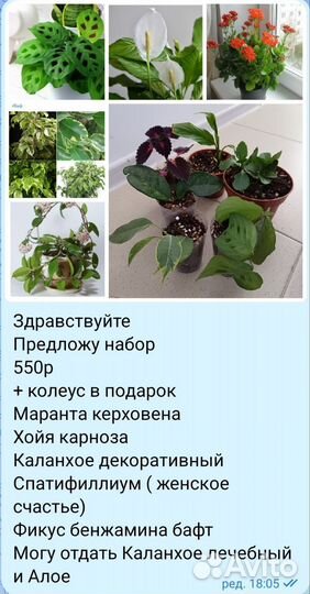 Эпифиллум Fruhlins Gold