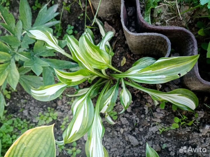 Хоста. Цена за большой куст