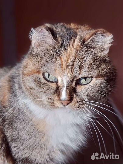 Приют Кошкин дом ждёт Вас