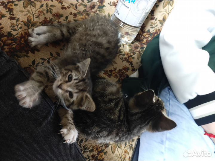 Кошка в дар