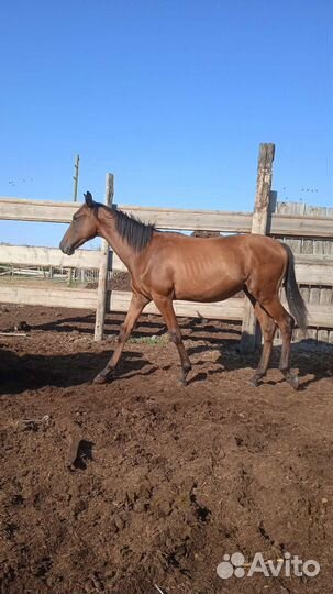 Продается Жеребчик