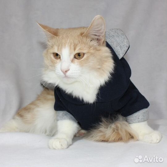 Одежда для животных