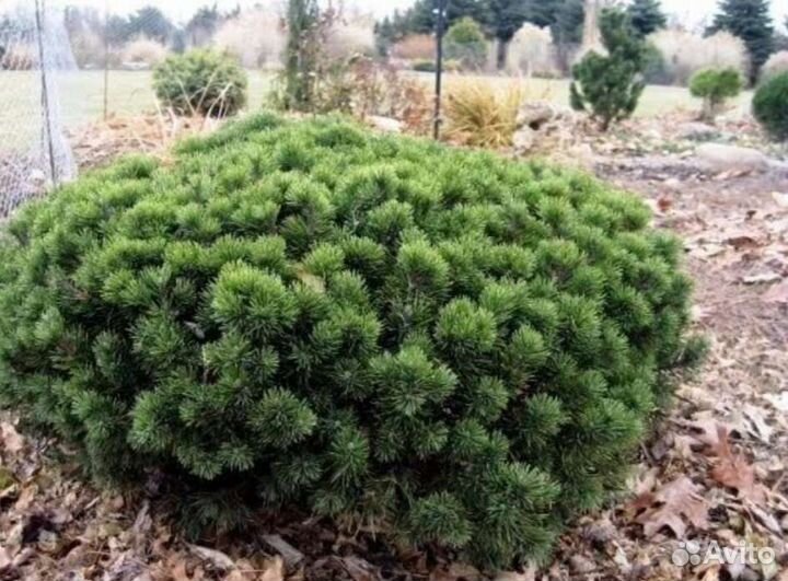 Сосна (pinus heldr.) Mops в 5л