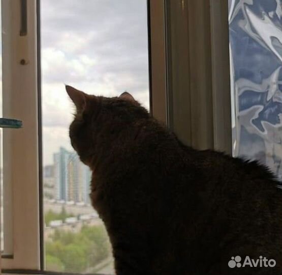 Москитная сетка Антикошка