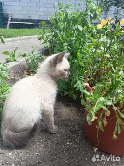 Отдам котенка
