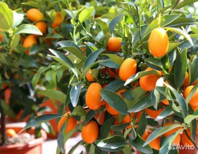 Киви, Кумкват кинкан, мандарин, апельсин,лимон