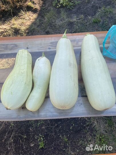 Кабачки домашние свежие