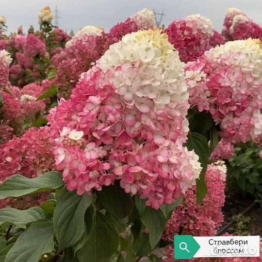 Гортензия Стравбери блоссум