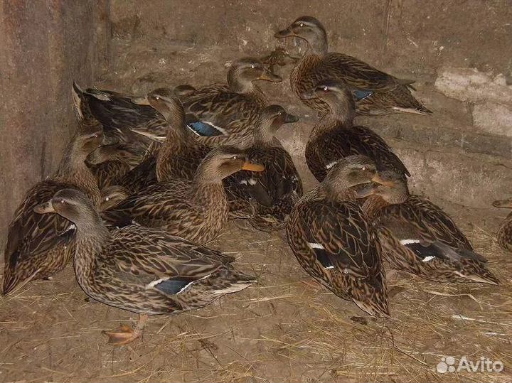 Подсадные уточки (крикуха)