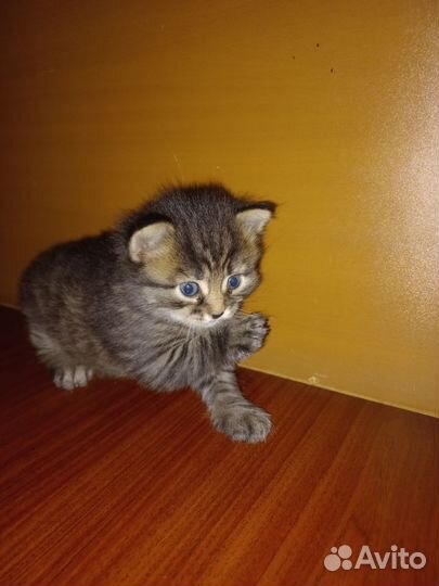 Кошки в добрые руки бесплатно