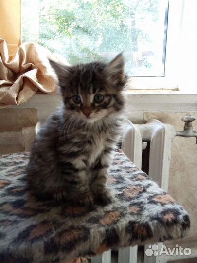 Кошки